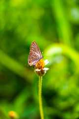 Butterfly insect