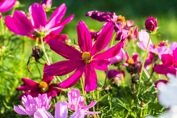 Fototapeta premium Uplifting colorful Cosmos flowers under the cheerful sunlight. Popular decorative plant for landscaping of public and private recr. Floriculture, happiness.