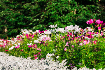 Uplifting colorful Cosmos flowers under the cheerful sunlight. Popular decorative plant for landscaping of public and private recr. Floriculture, happiness.