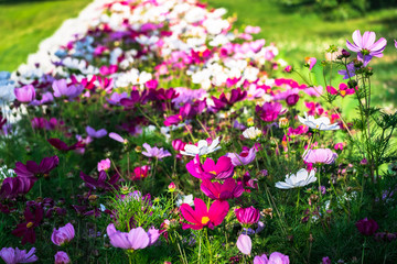 Uplifting colorful Cosmos flowers under the cheerful sunlight. Popular decorative plant for landscaping of public and private recr. Floriculture, happiness.