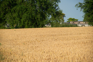 Fototapeta na wymiar Field of wheat on a sunny day