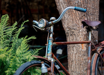 Fototapeta na wymiar old rusty bicycle near the fern bush