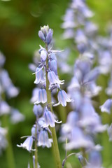 Fototapeta premium Blühendes Hasenglöckchen (Hyacinthoides)