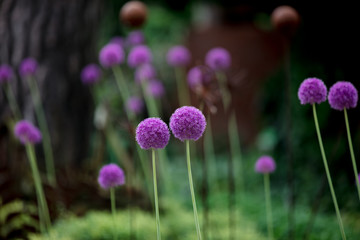 blooming purple onions growing in a meadow