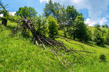 A fallen tree in a field