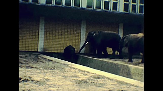 Elephants in Berlin zoo in 1970s in winter. Historical archival footage in Berlin capital city of Germany 1970s.