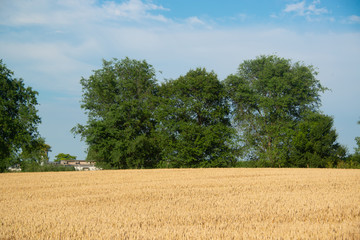 Field of wheat on a sunny day