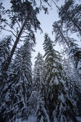 Winter landscape in the snowy forest in Russia