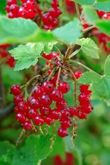 Red currant berry's closeup
