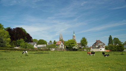 Rural Bayeux with Cathedral and Cows