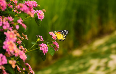 Beautiful butterfly with pink flower in the forest