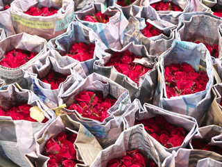 タイ王国　バンコク　パーククローン花市場