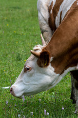 Kuh kratzt sich hinter dem Ohr