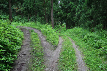 Obraz premium 森の中の分かれ道 上りと下り