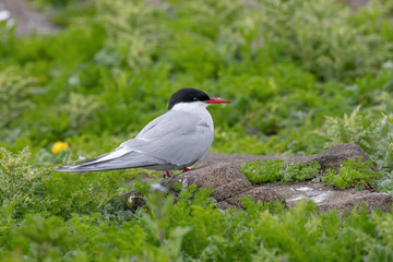 Close up of Arctic tern (Sterna paradisaea) in nature.