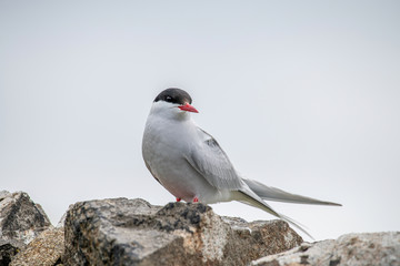 Close up of Arctic tern (Sterna paradisaea) in nature.