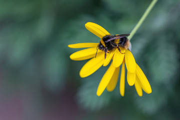 Close-up detail of a honey bee apis collecting pollen on flower in garden