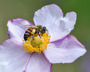 Close-up detail of a honey bee apis collecting pollen on flower in garden