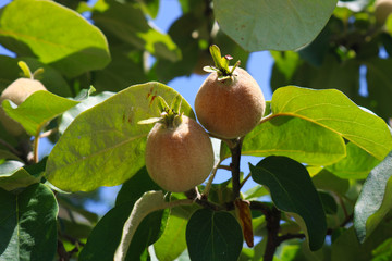 Unripe quince on the tree