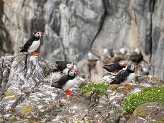 Atlantic Puffin (Fratercula arctica) at isle of May, Scotland