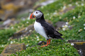 Atlantic Puffin (Fratercula arctica) at isle of May, Scotland