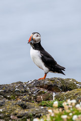 Atlantic Puffin (Fratercula arctica) at isle of May, Scotland