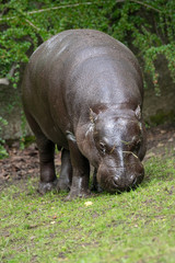 Pygmy hippopotamus - Hexaprotodon liberiensis. Liberian Hippo.