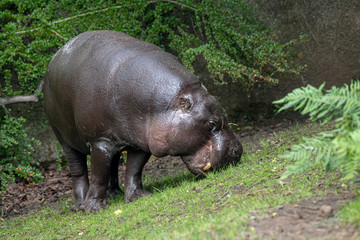 Pygmy hippopotamus - Hexaprotodon liberiensis. Liberian Hippo.