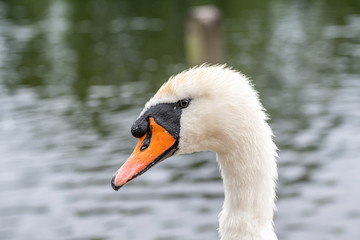 Beautiful Mute Swan Cygnet (Cygnus olor) in nature