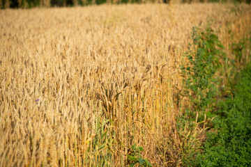 Field of wheat on a sunny day