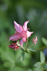 Blühende Akelei (Aquilegia)