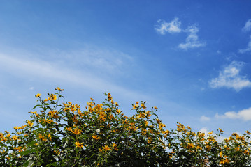 yellow flowers and blue sky