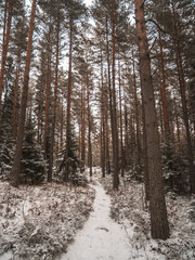 Fototapeta premium Woods in Helsinki