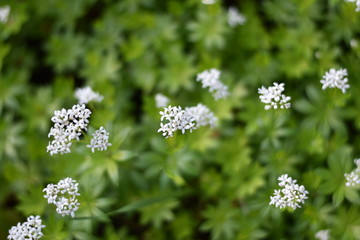 Blühender Waldmeister (Galium odoratum)