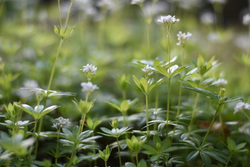 Bl&uuml;hender Waldmeister (Galium odoratum)