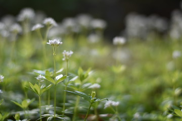 Blühender Waldmeister (Galium odoratum)