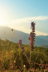 morning in the mountains