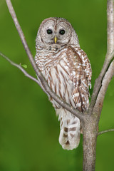 Barred Owl Sitting on Tree Branch on Green Background