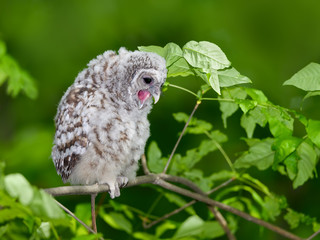 Barred Owl ( Owlet ) Sitting on Tree Branch and Yawning on Green Background