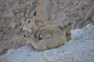 Ibex and young, resting on ledge