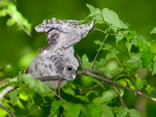 Barred Owl ( Owlet ) Stretching its Wings  on Green Background
