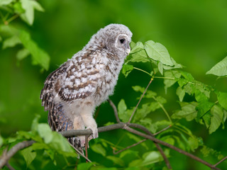 Barred Owl ( Owlet ) Sitting on Tree Branch on Green Background