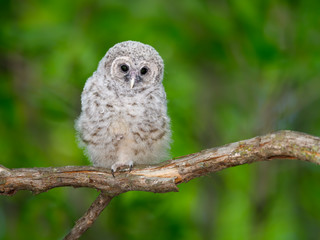 Barred Owl ( Owlet ) Sitting on Tree Branch on Green Background
