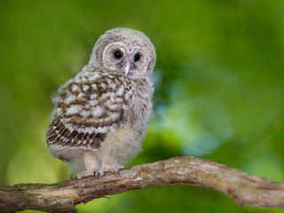 Obraz premium Barred Owl ( Owlet ) Sitting on Tree Branch on Green Background