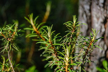 wild marsh labrador in forest