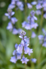 Blühendes Hasenglöckchen (Hyacinthoides)