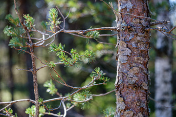 fresh young pine tree branches with leaves