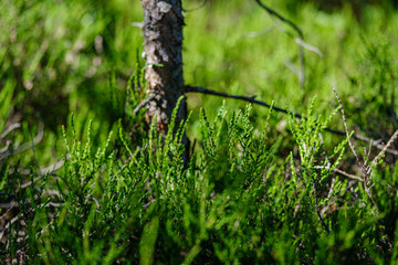 fresh young pine tree branches with leaves