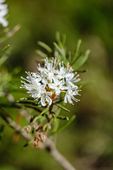 blooming flowers of wild marsh labrador in forest