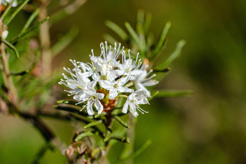 blooming flowers of wild marsh labrador in forest